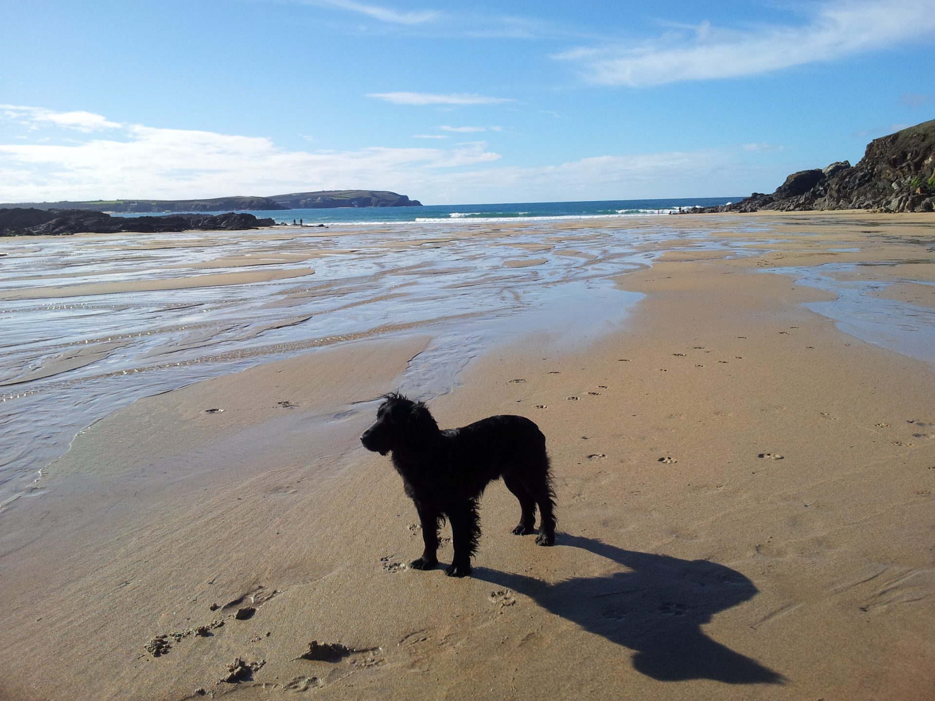 Five great dog walks in Cornwall Rick Stein
